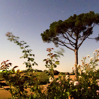 Fiori